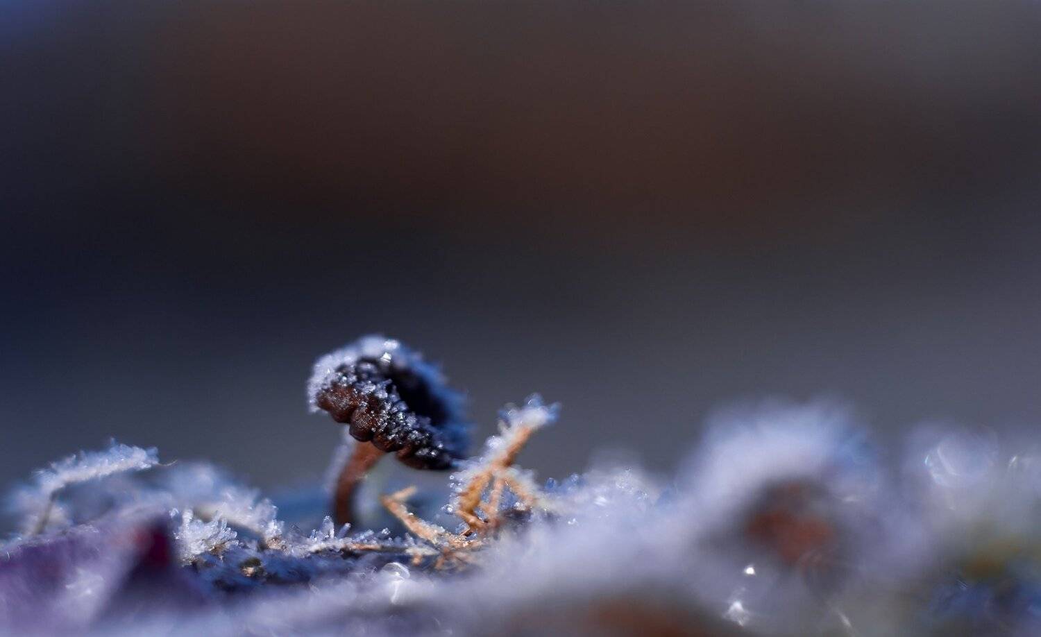 Первая заморозка 3.. Автор: Sixten ( Сергей ) лес, осень, беларусь, природа, Sixten ( Сергей )