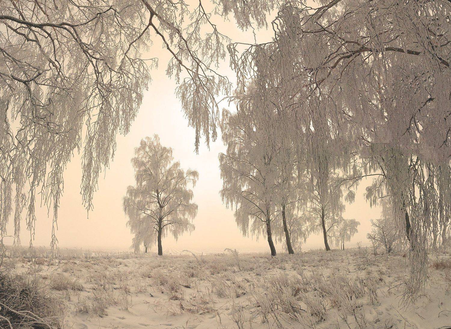 зима, иней, снег, мороз, зимняя, березы, пейзаж, поле, утро, солнце, свет, деревья, лес, опушка, туман, Харланов Никита