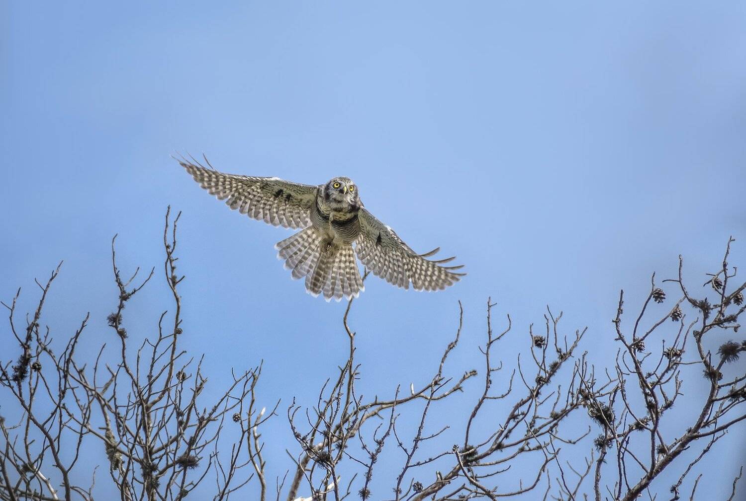 слёток, ястребиная сова, ястребинка, полёт, в воздухе, в небе, хищная птица, кольский полуостров, север, surnia ulula, озеро киедгеяур, Ксения Соварцева