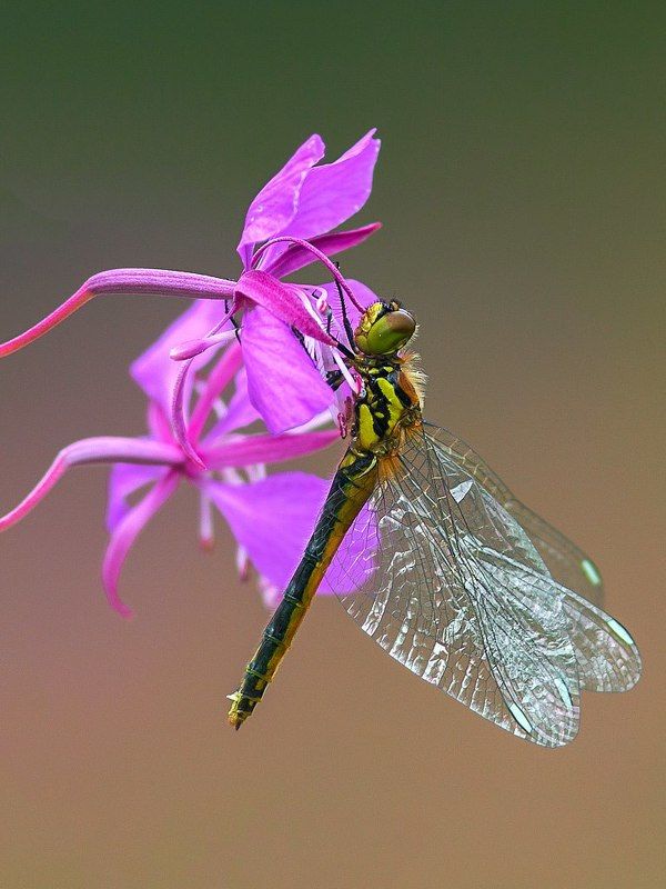 стрекоза,насекомые,лето,осень,макро,краски,печора,коми,север,природа Просто стрекоза фото превью