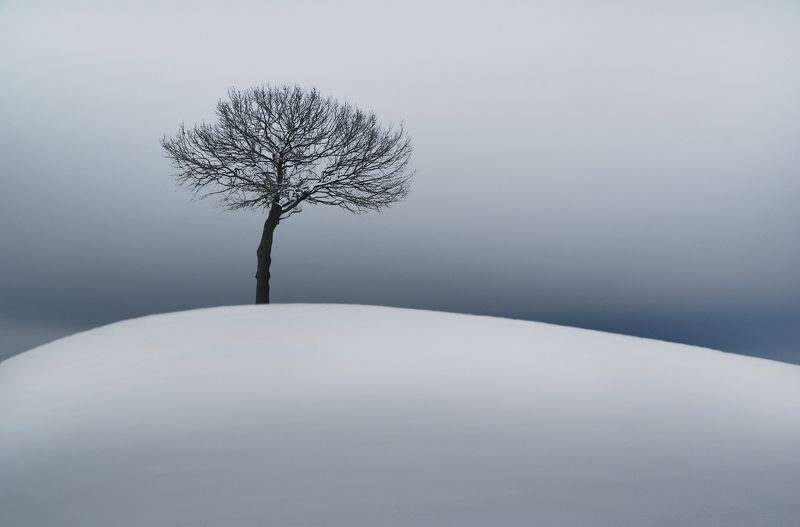 winter, tree, snow, sky, clouds *photo preview
