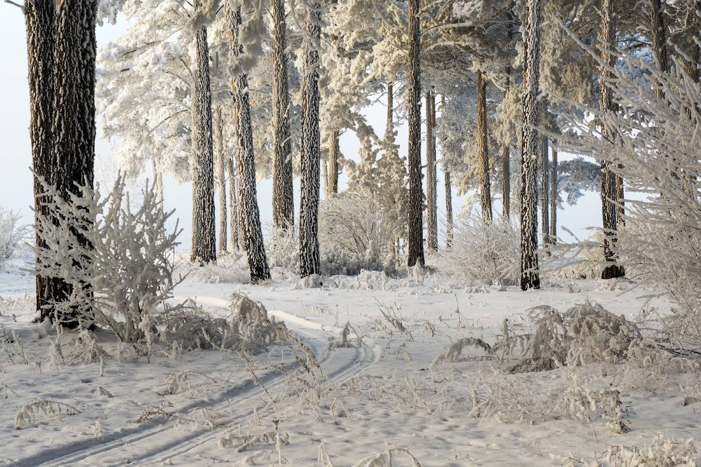 Зимний этюд со следами снегохода.. Автор: Криволуцкий Игорь , Криволуцкий Игорь