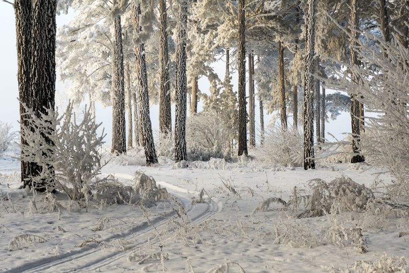 Зимний этюд со следами снегохода.photo preview