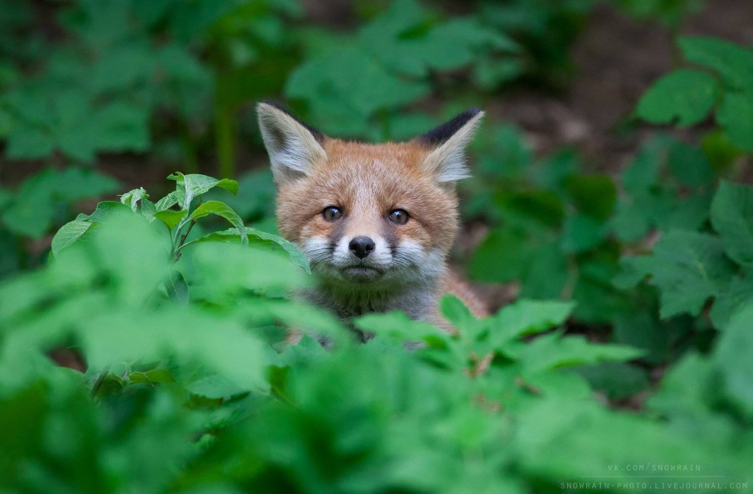 лиса, фотоохота, анималистика, дикая природа, природа, лес, животные, nature, wildlife, fox, animal, wildlifephoto, Snowrain