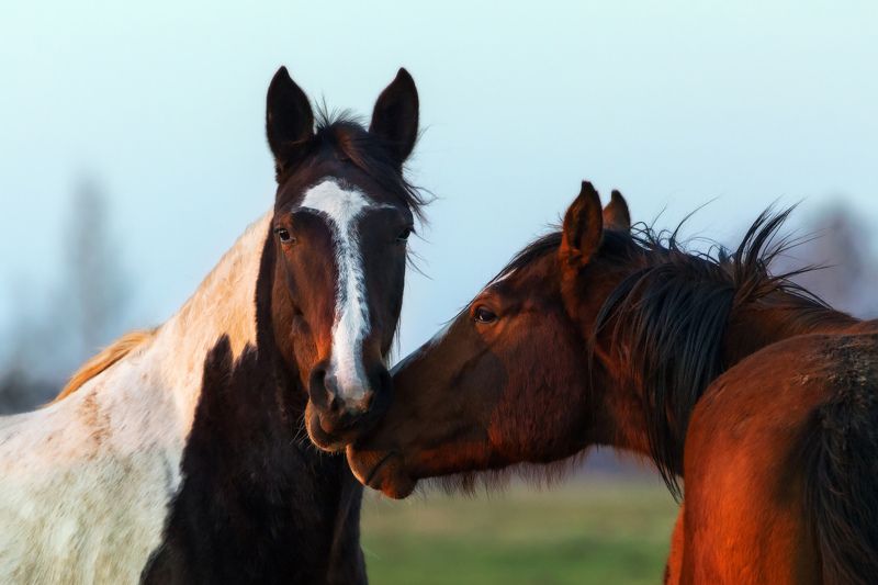 Про любовьphoto preview