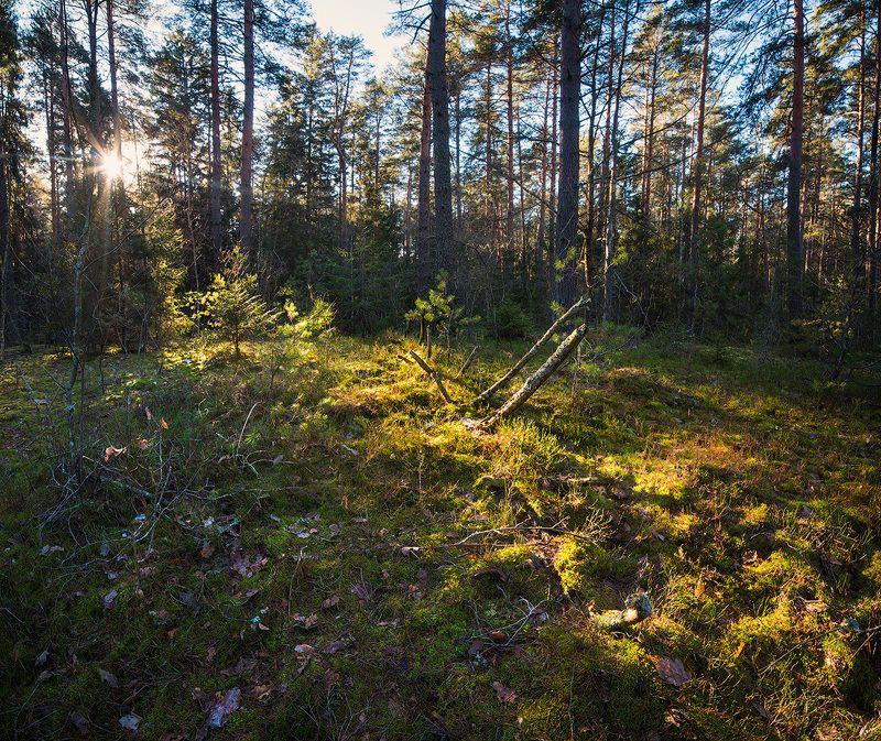 forest, trees, pines, sun, rays, green, moos, лес, деревья, сосны, полесье Январское солнце фото превью