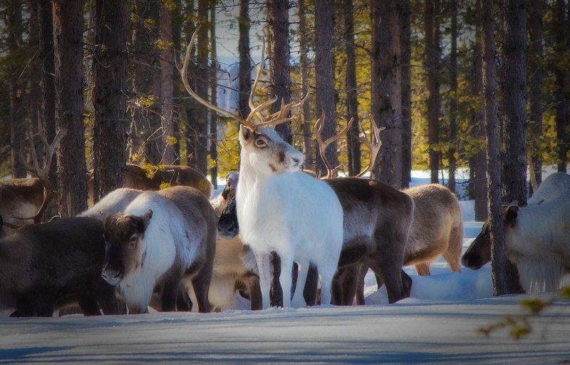 север,природа,олени,зима,краски,печора,коми,олень,животные Так вот какой ты Северный олень :-)))photo preview