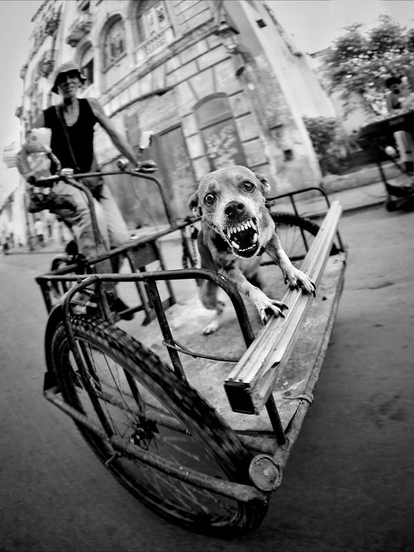 Жанр, уличная фотография С Новым Годом! С Годом Собаки photo preview