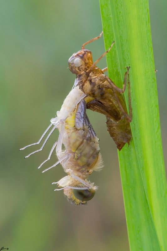 macro, makro, wild, wildlife, dragonfly, nature, insect Cordulia aeneaphoto preview