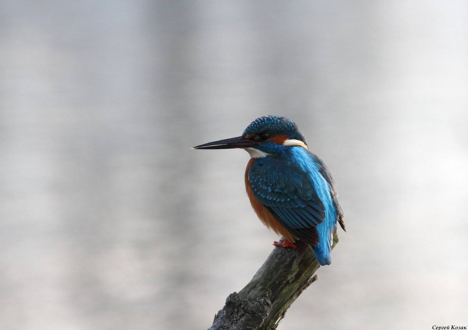 Рыбак. Автор: Сергей Козак зимородок, Сергей Козак