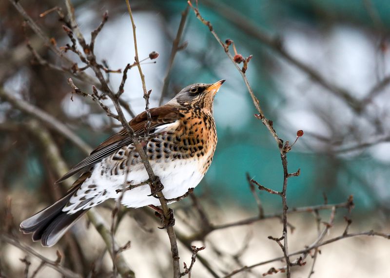Дрозд рябинник.photo preview