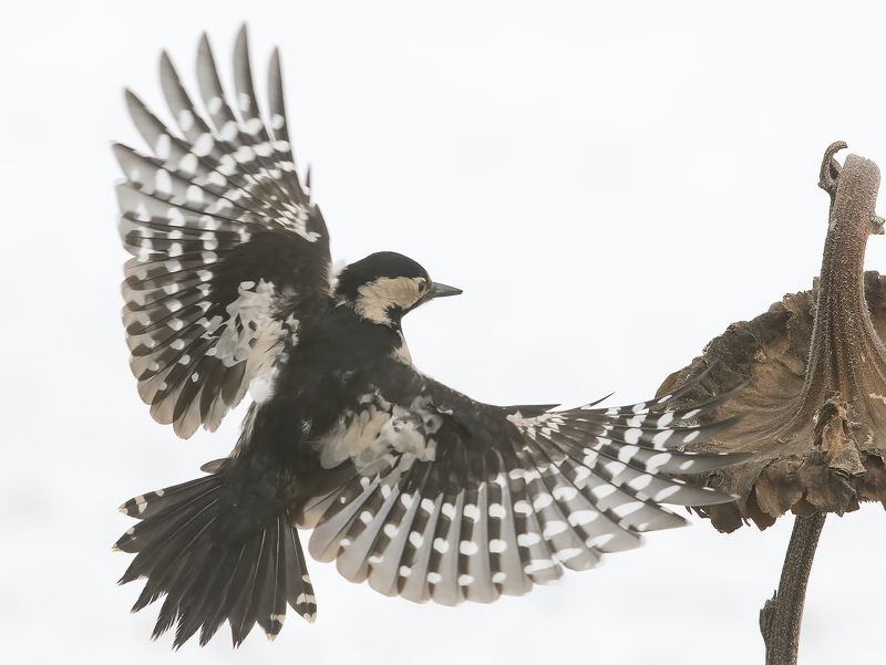 Сирийски пъстър кълвач  Dendrocopos syriacus photo preview