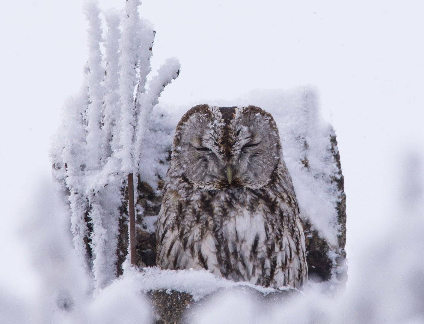 , Хасан Журтов