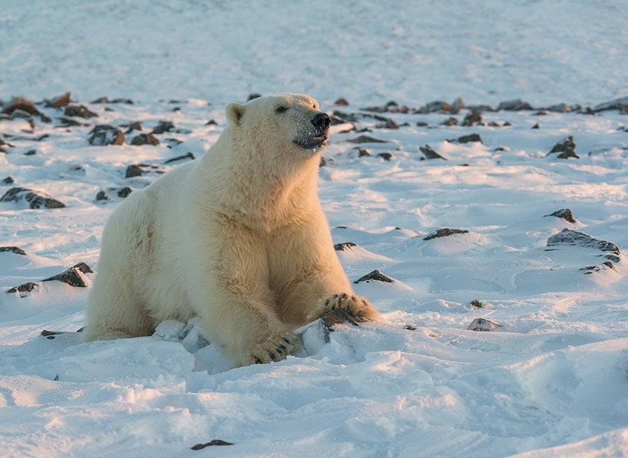 чукотка арктика кожевников медведь морской белый полярный умка, Максим Деминов