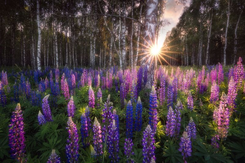 poland, podlasie, sky, clouds, woods, flowers, lupine, sunset, birch, trees, sunstar Lupine fields...photo preview