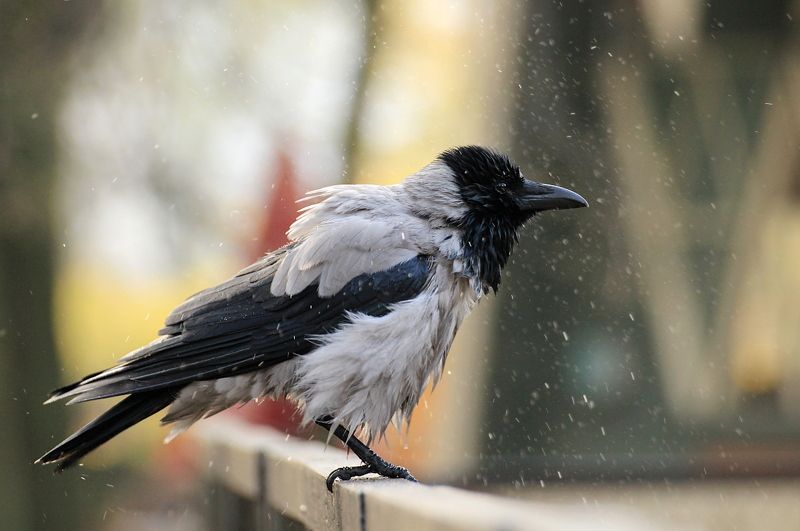 птицы, ворона, брызги Ворона фото превью