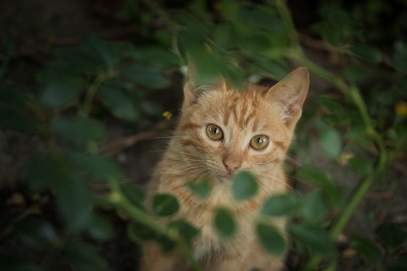 When you do a creative portrait of your cat with the macro lensphoto preview