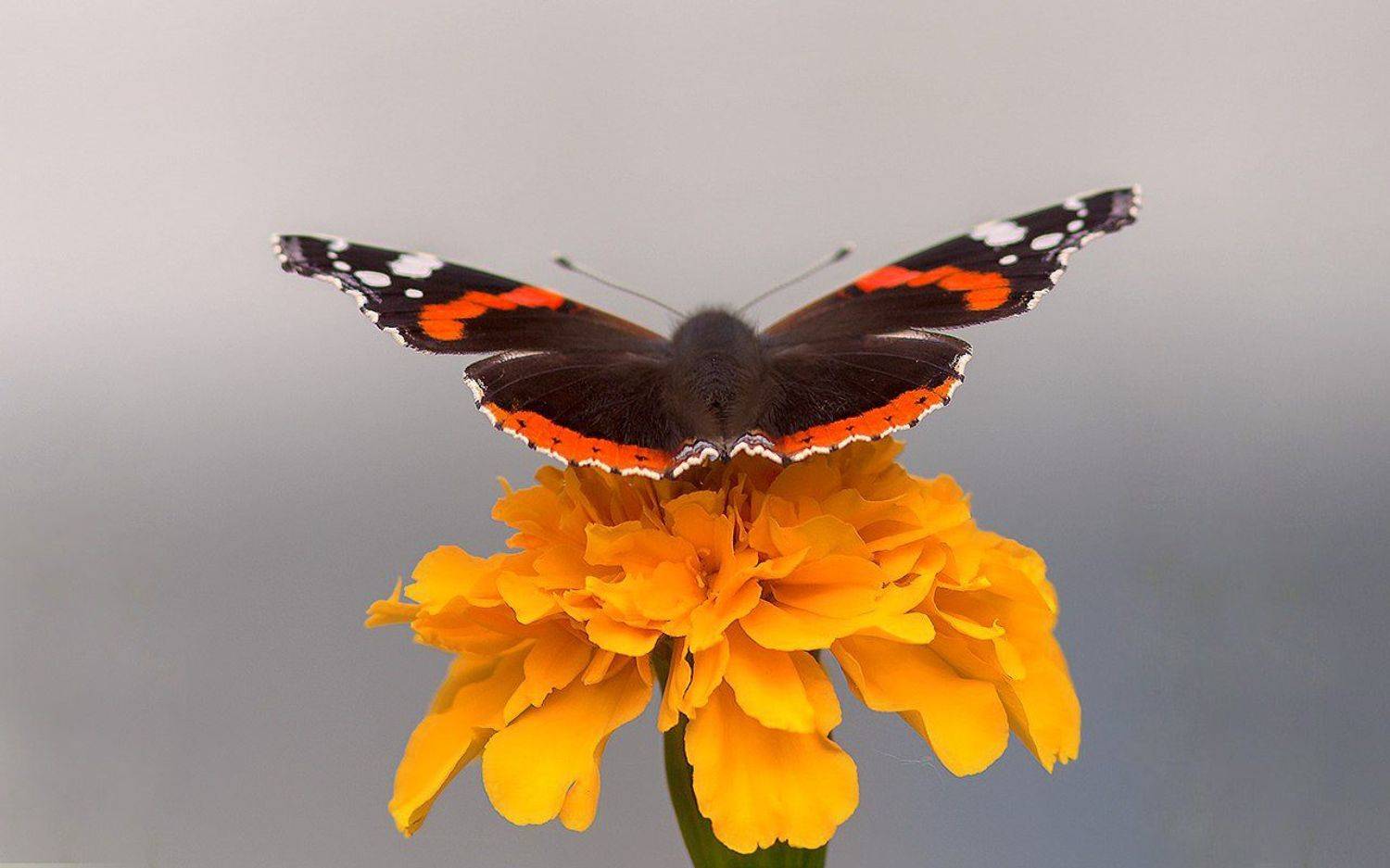 Я ухожу :-)) Минимализм. Автор: Триер Игорь минимализм,насекомые,бабочки,природа,север,краски,печора,север,коми, Триер Игорь