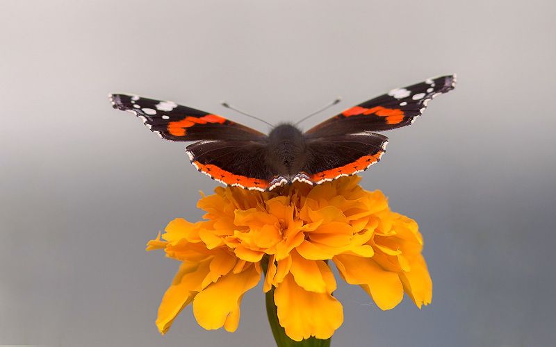 минимализм,насекомые,бабочки,природа,север,краски,печора,север,коми Я ухожу :-)) Минимализм фото превью