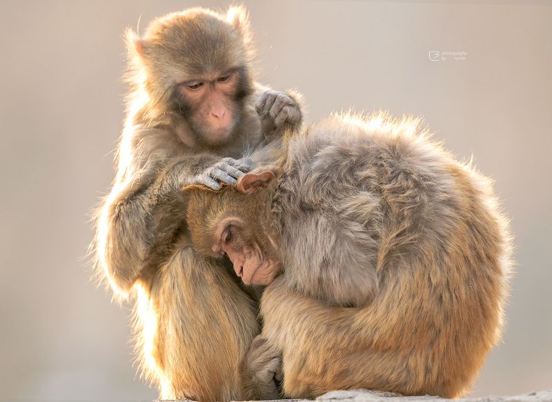 猴 monkey 一丝不苟photo preview