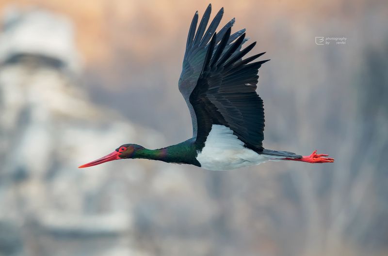 黒鹳 美丽photo preview