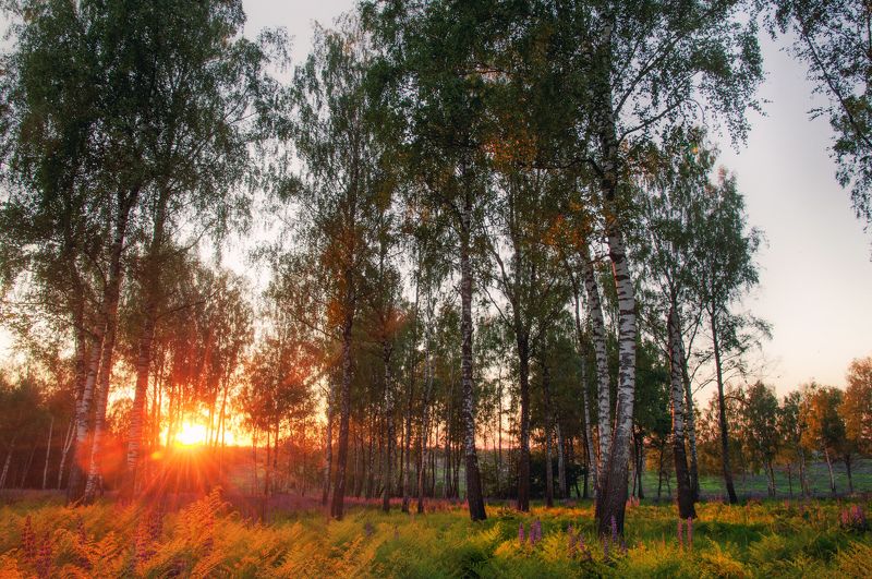 лето, березы, закат, солнце, вечер, лес, россия В березовой роще фото превью