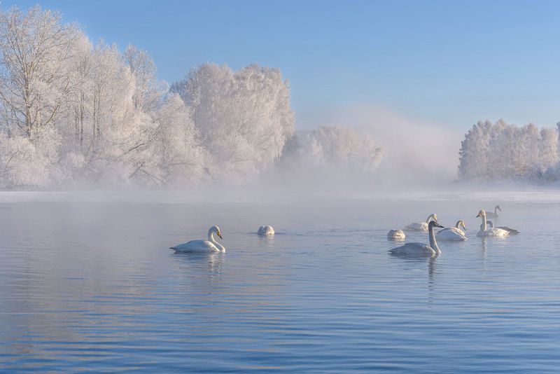 лебеди, зима, зимовка, алтай, лебединое, swans, winter, wintering, altai Лебединоеphoto preview