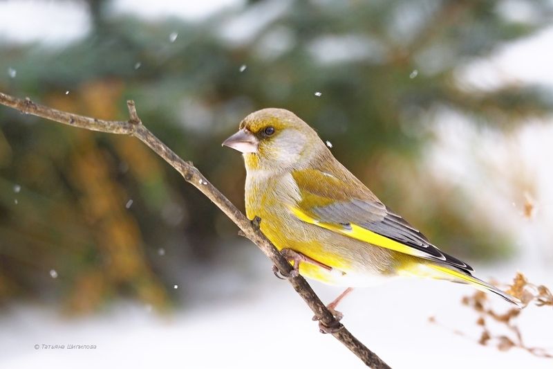 carduelis chloris, зима, зеленушка, январь, мороз, снег, московская область, обыкновенная зеленушка, природа, птицы, птицы россии, фауна А снег идёт... фото превью