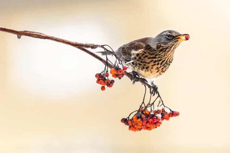animals, berries, bird, breakfast, eating, Fieldfare, Kharkiv, show, sorbus, Turdus pilaris, Ukraine, winter Время для ягодphoto preview