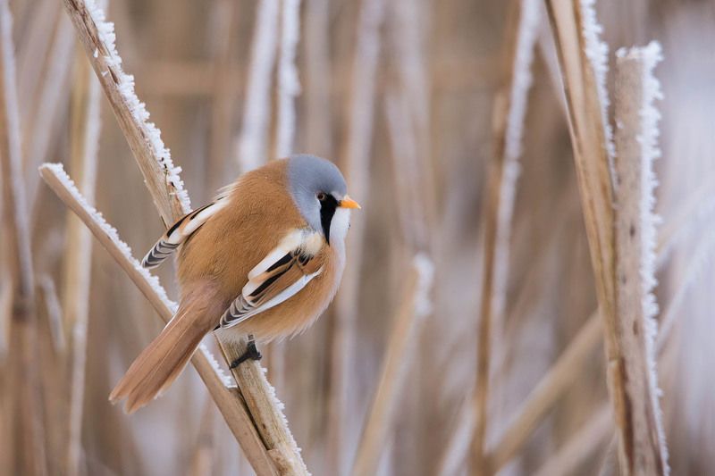 Wąsatka,samczyk.photo preview