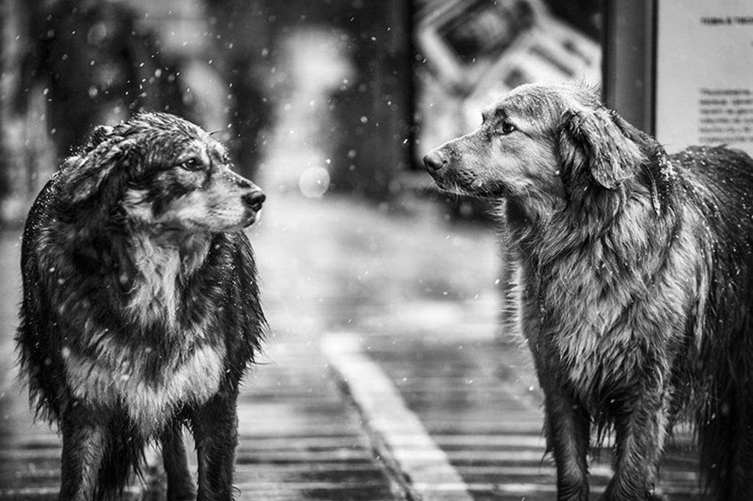 , Denis Buchel (Денис Бучель)