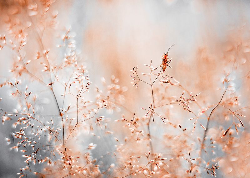 ...жук, который  позировалphoto preview