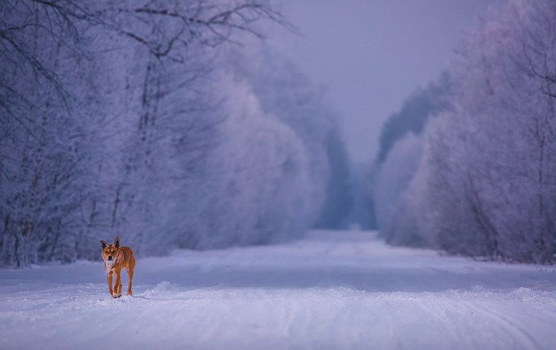 Пятьдесят оттенков свободыphoto preview