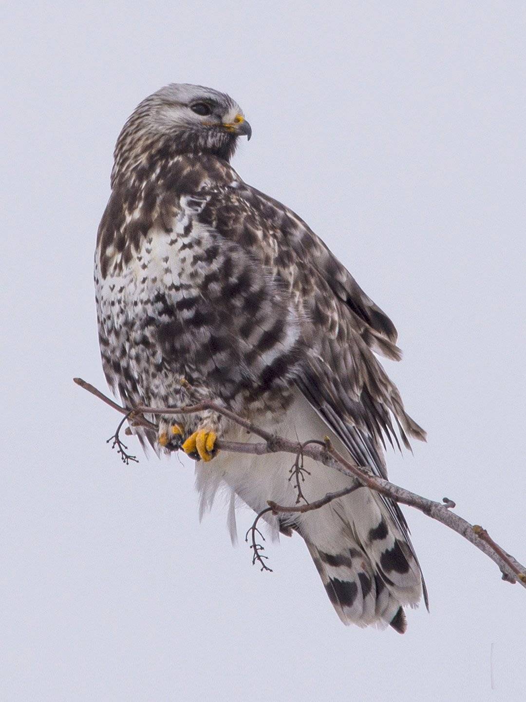 Зимняк. Автор: Хасан Журтов зимняк, Хасан Журтов