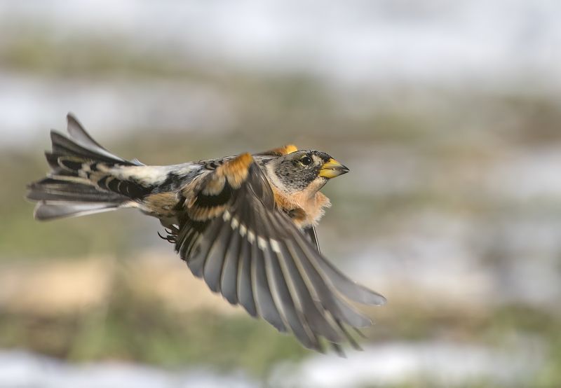 Планинска чинка  Fringilla montifringilla photo preview