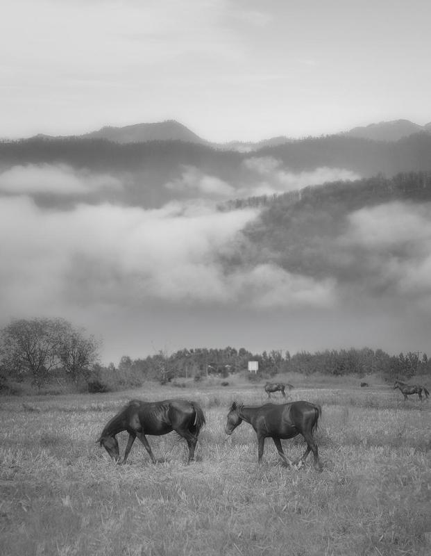 #hosseinmehrzad #myfeatureshoot #friendsinperson #حسین_مهرزاد #theweekoninstagram #everybodystreet #everydayeverywhere #persianlikes #hartcollective #reportagespotlight #uspiran #lensculturetalent #heatercentral #phroommagazine #friendsinperson #streetpho The horse is a noble animalphoto preview