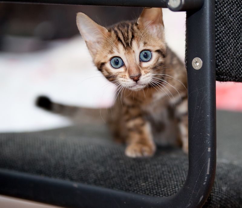 mr.filler photo preview