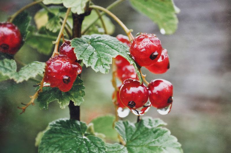 анна анка салтыкова, смородина, красный, ягоды, урожай, плоды, лето, дождь, макро, капли, вода ***photo preview