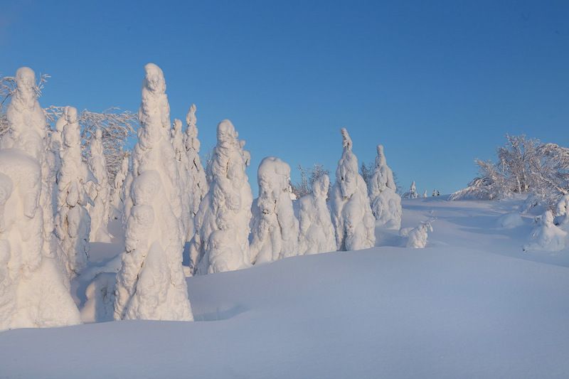 север,природа,лес,зима,краски,печора,коми,красота́ ,снег,north,nature,forest,winter,paint,pechora,komi republic,beauty ,snow Сказочный лесphoto preview