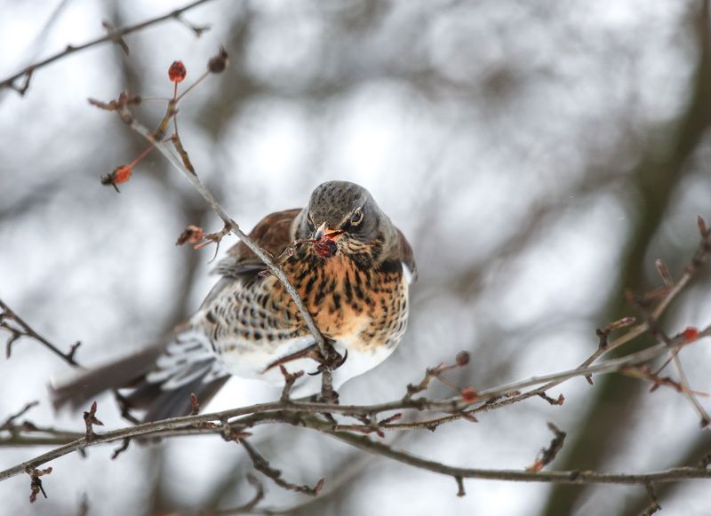 дрозд рябинник Обед Дрозда.photo preview