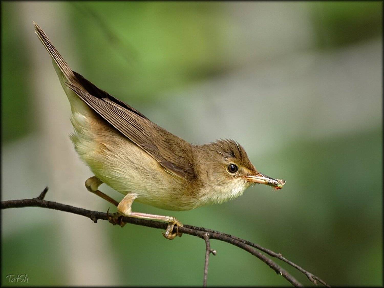 Камышевка с добычей. Автор: Шипилова Татьяна камы́шевка, kамышо́вка, камышёвка, птицы, природа, москва, битцевский лесопарк, фауна, семейство славковые, acrocephalidae,, Шипилова Татьяна