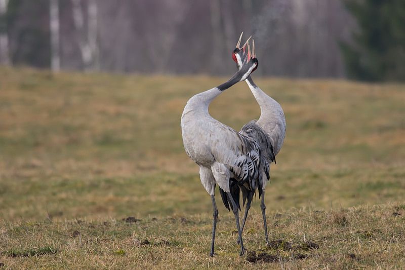 Wiosenny klangor.photo preview