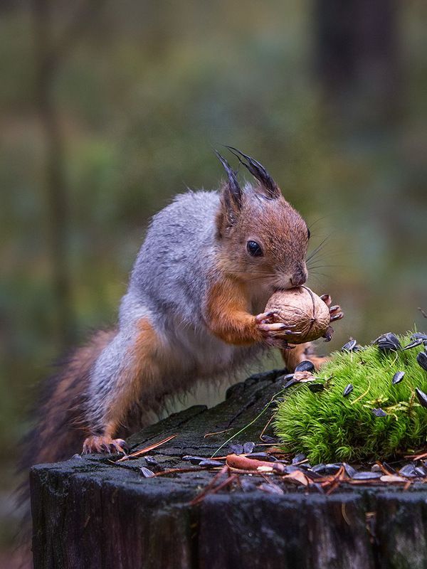 белка,север,печора,коми,живатные,лес,,природа,фауна, protein,north,pechora,komi republic,zhivotnye,forest,,nature,fauna, ОООО Орехphoto preview