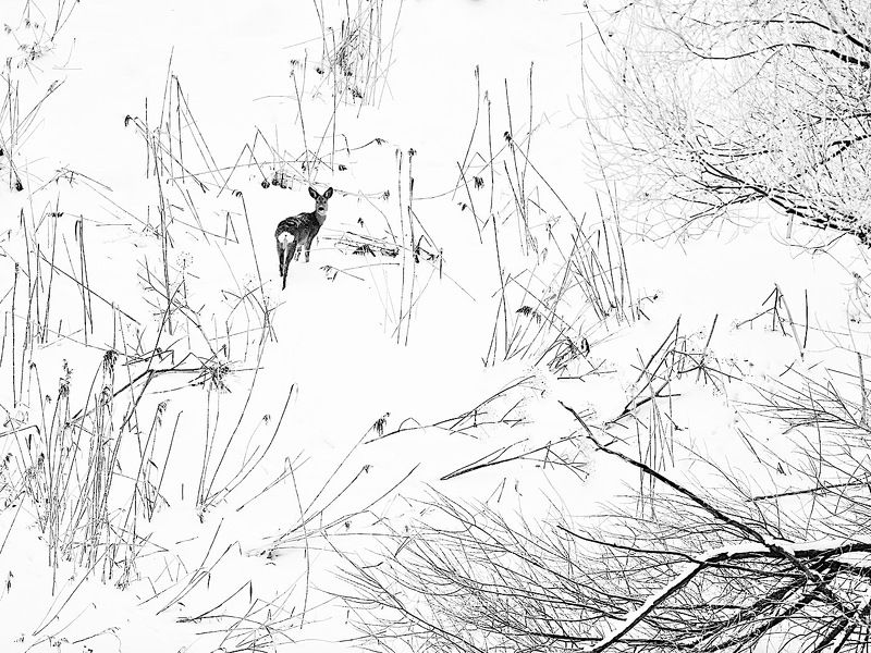 январские контрасты фото превью