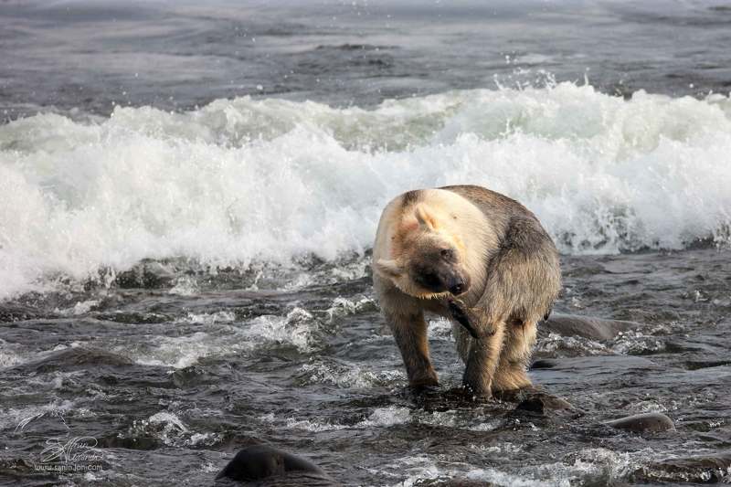 Медведь и море (Тихий океан)photo preview