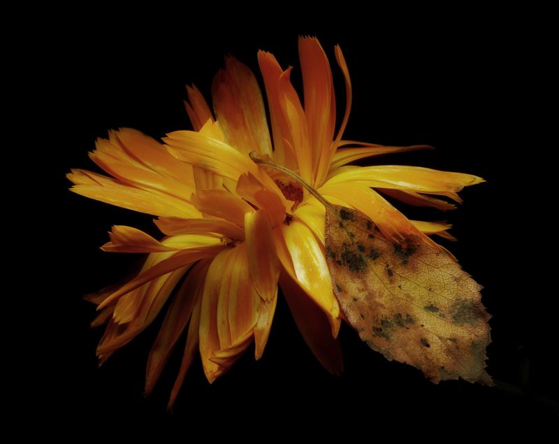 С осенним листом подмышкойphoto preview