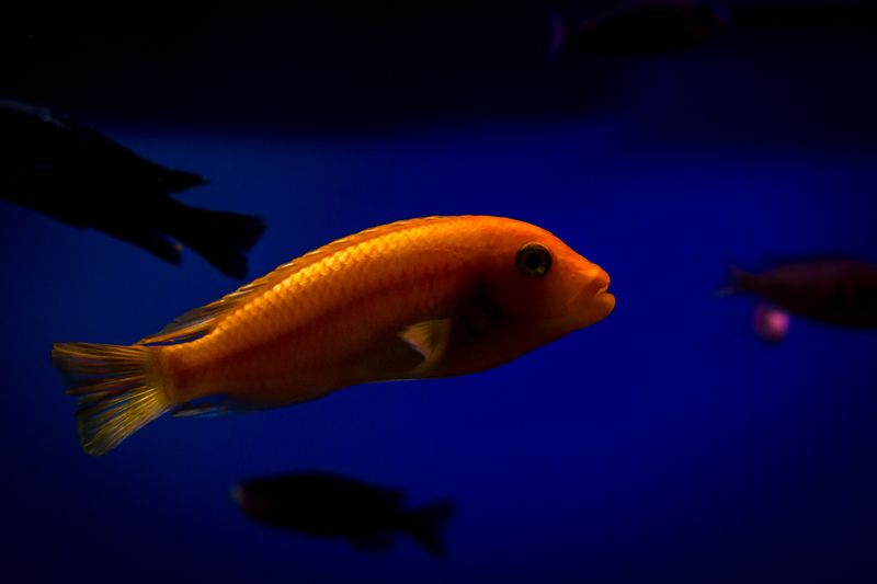 fish, macro, water among shadowsphoto preview