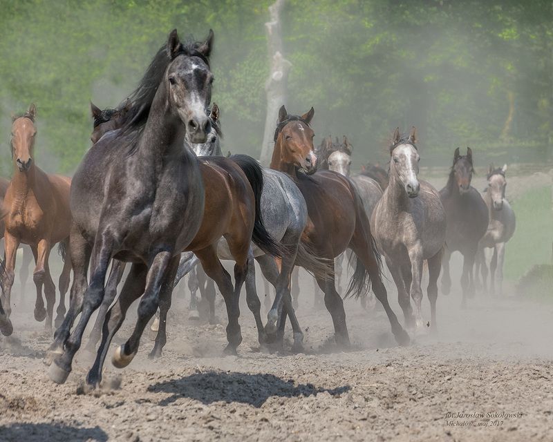 liderkaphoto preview