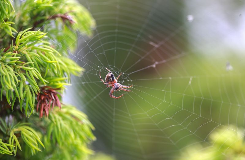 Ожидание.photo preview