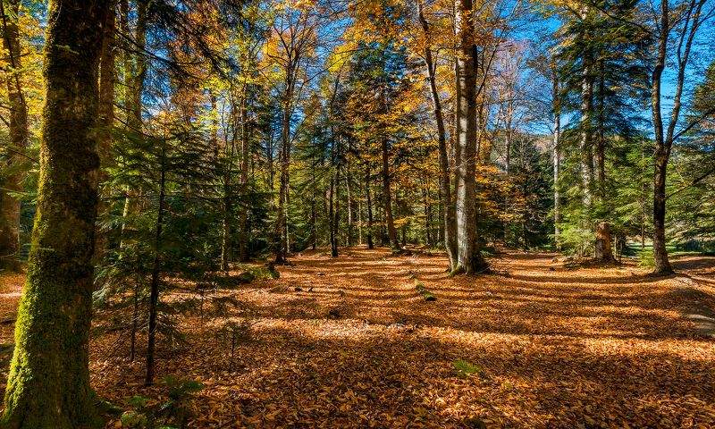 Про осень в Гузериплеphoto preview